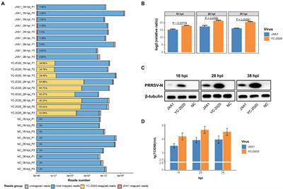 The transcriptional characteristics of NADC34-like PRRSV in porcine alveolar macrophages